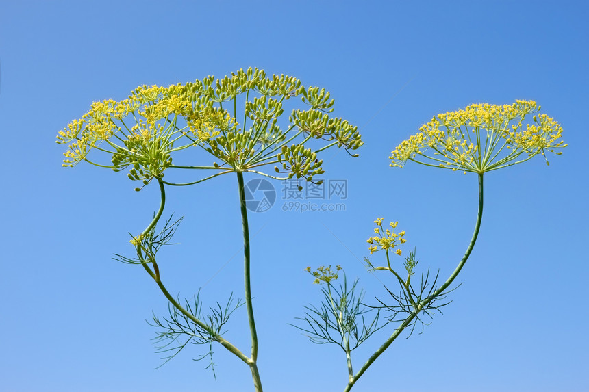 氟化物脆弱性味道天空香料花瓣天蓝色生长园艺花序植物学图片