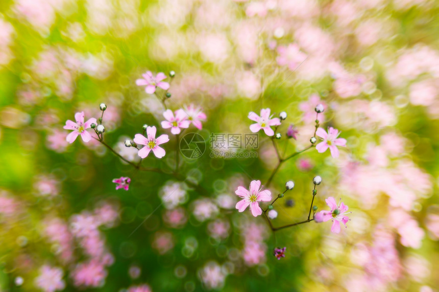 粉红 春花花花花 在bokeh背景图片