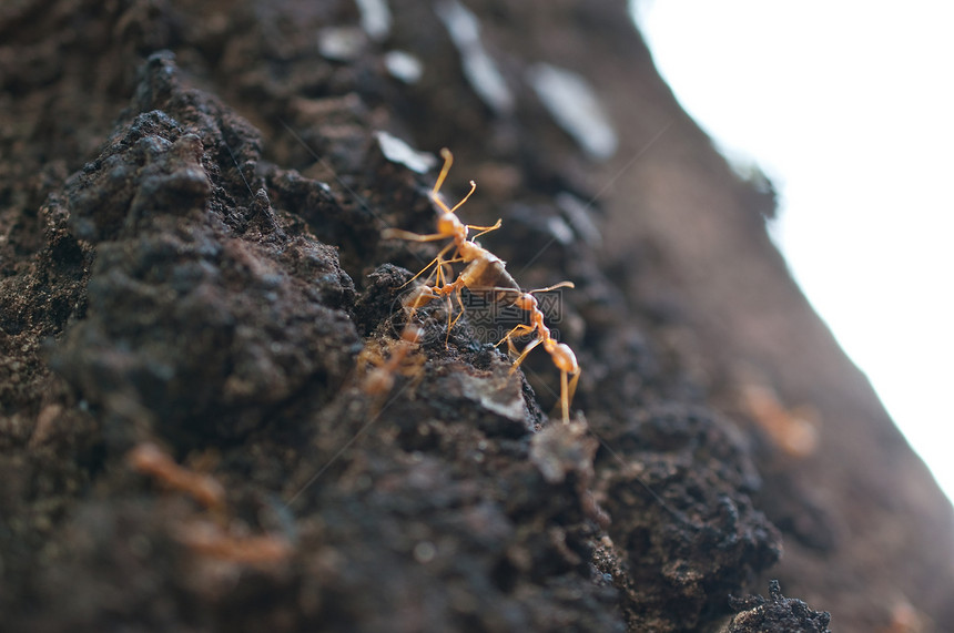 红蚁旅行白色腰部叶子漏洞工作集体宏观蚂蚁红色图片