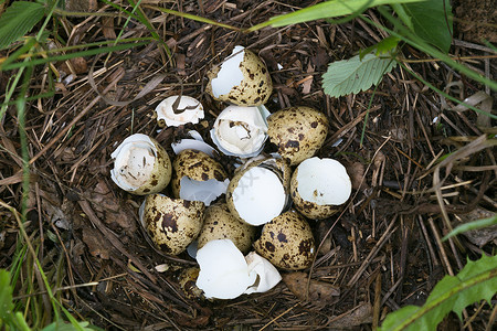 Quail 窝背景图片