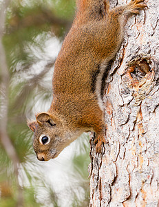 美国红松鼠攀登森林高清图片