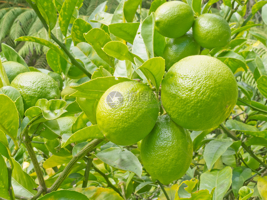 特写树上的绿色柠檬果实生长植被植物群植物果园水果农场收成树叶园艺图片