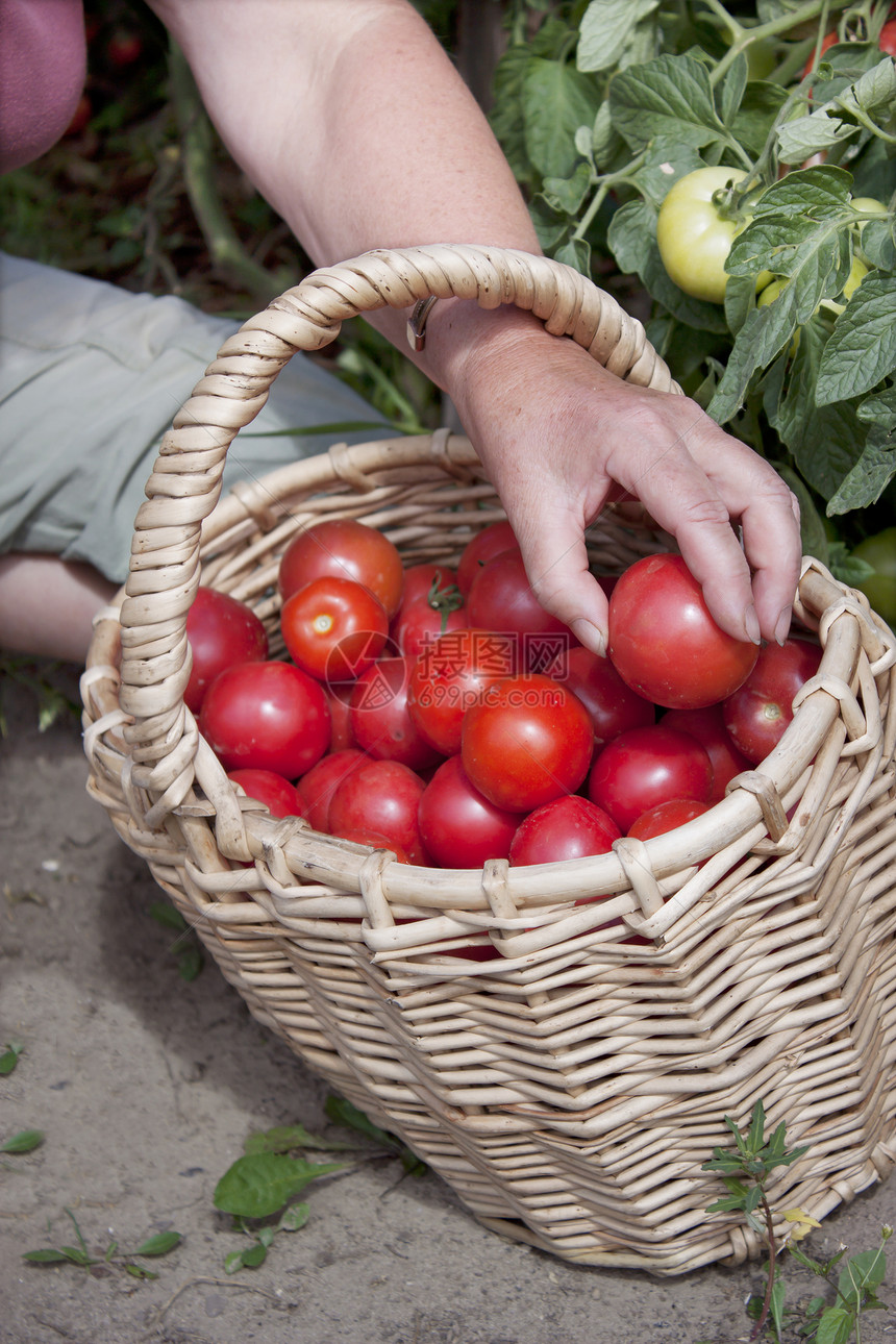 番茄的丰富结实收获生长植物水果柳条菜园衬套收成蔬菜篮子图片