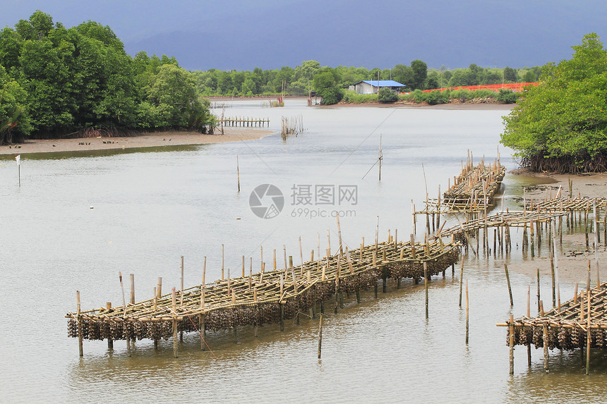 泰国壳鱼养殖场旅行风景入口渔业海洋漂浮海景航海贝类渔夫图片