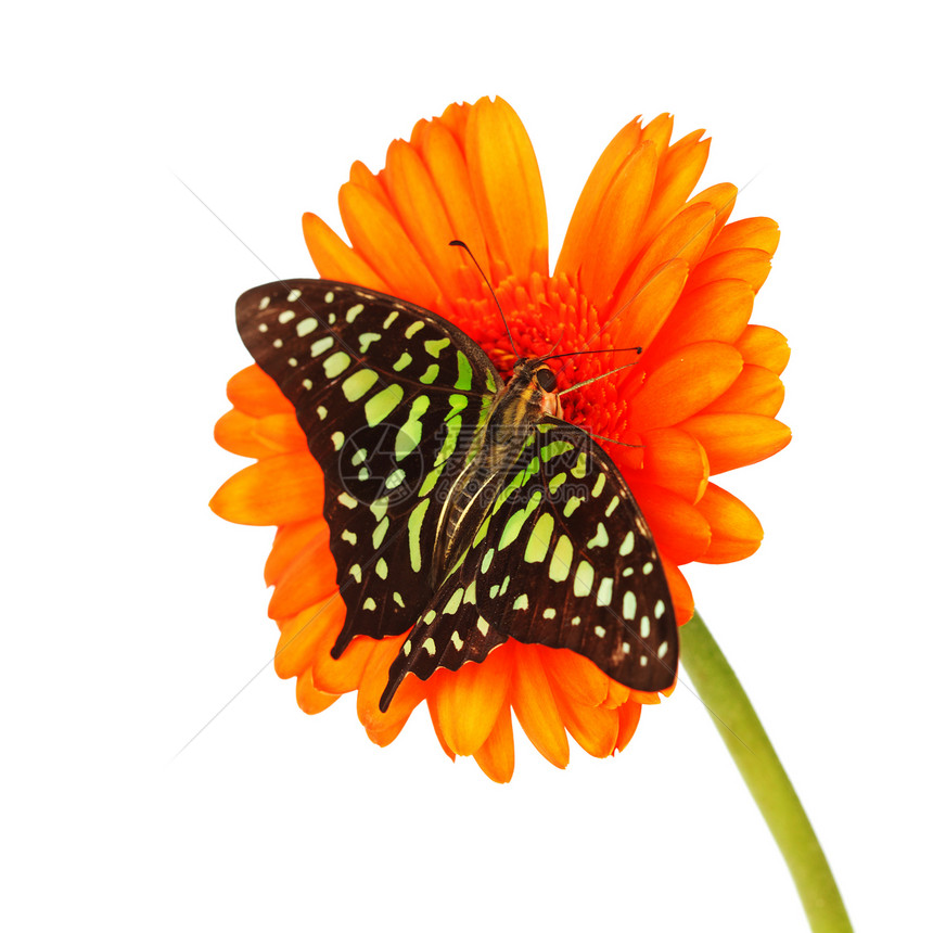 发热器中的叶子装饰墙纸宏观橙子脆弱性生活鳞翅目动物植物群图片