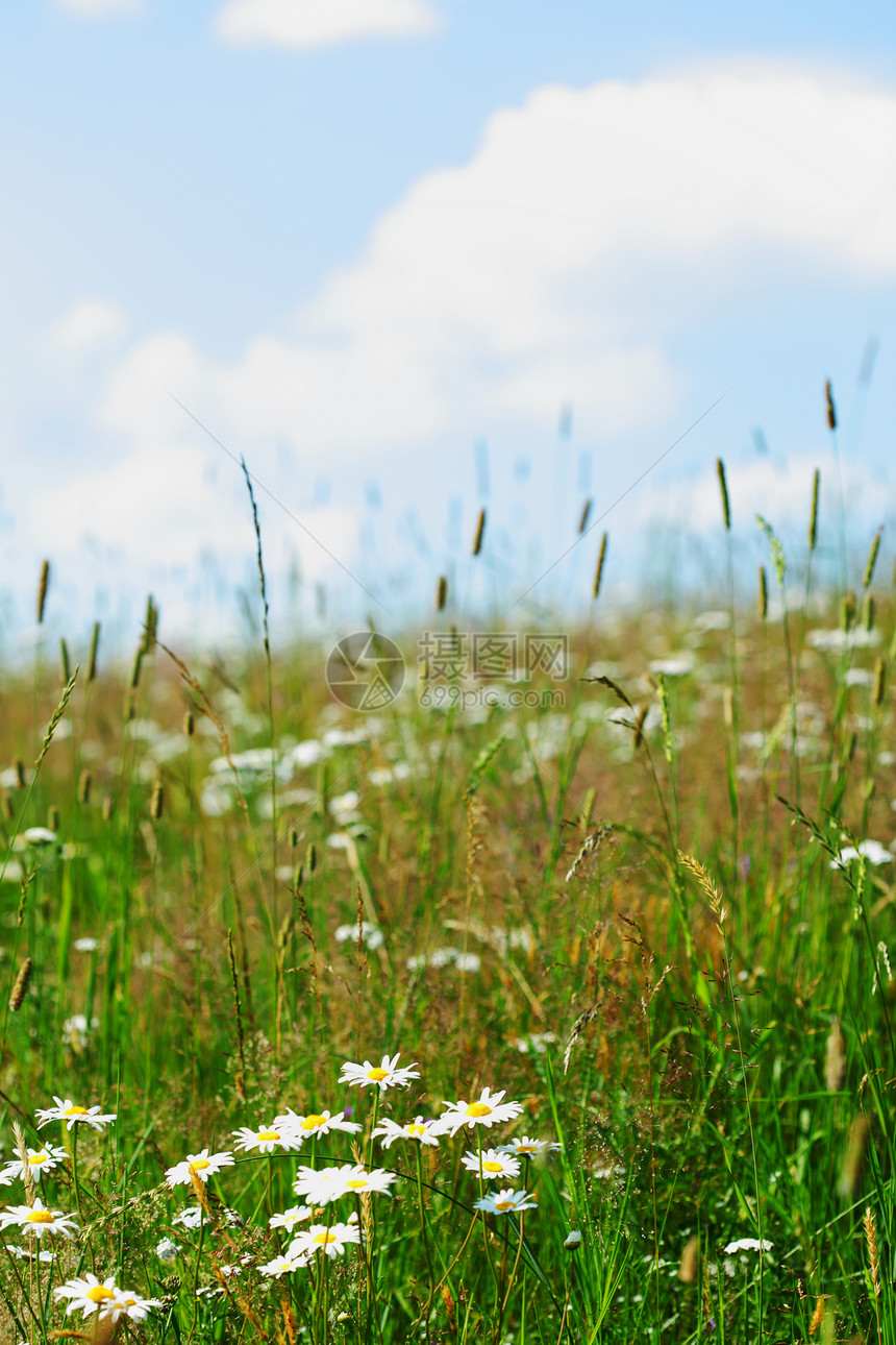 绿绿地国家天空远景草原土地太阳场景牧场季节植物图片