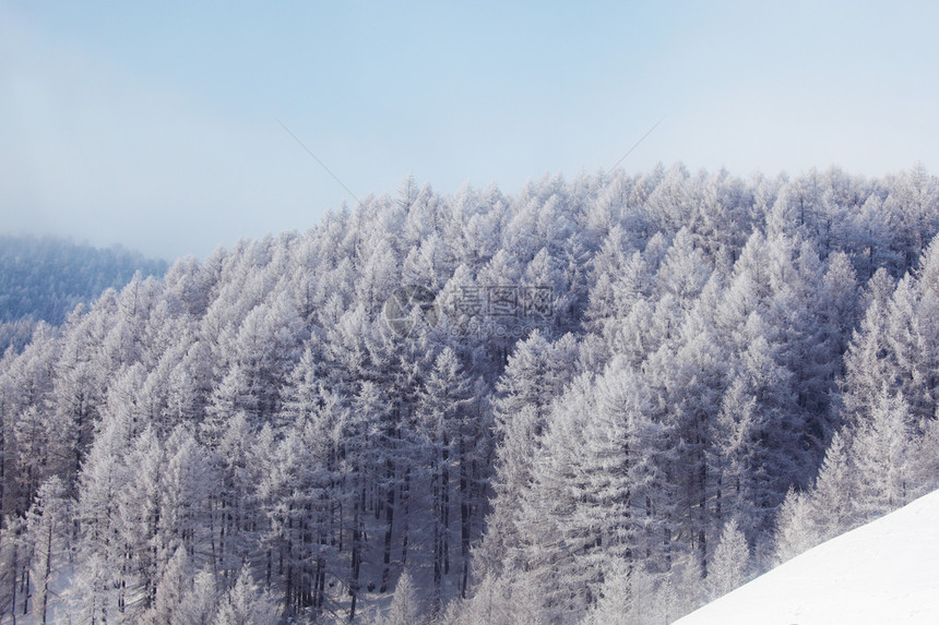 积雪中的森林场景童话树木环境旅行蓝色照明气候全景阳光图片