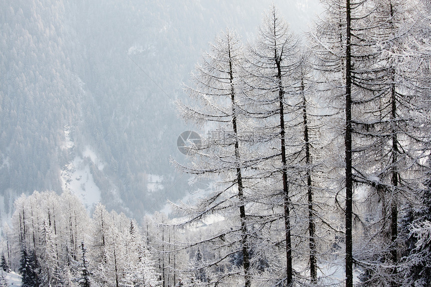 积雪中的森林环境太阳高地蓝色全景树木天空场景降雪气候图片