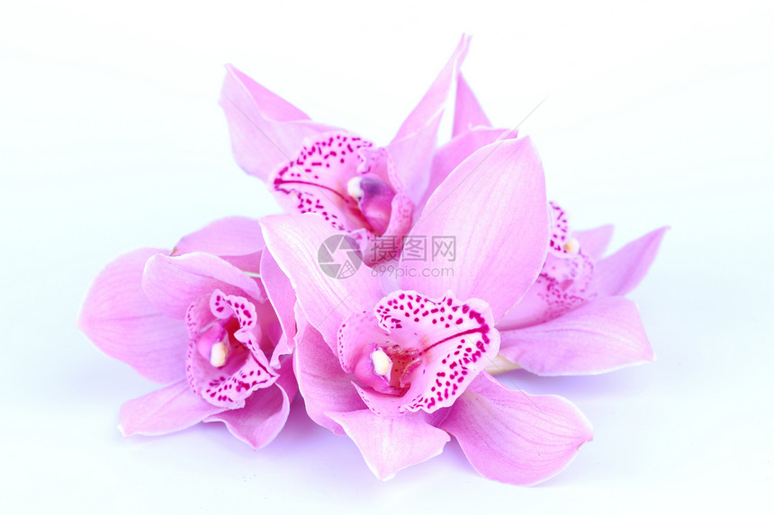 蓝色背景下美丽的粉红色兰花情调热带装饰花瓣问候语植物群风格植物异国宏观图片