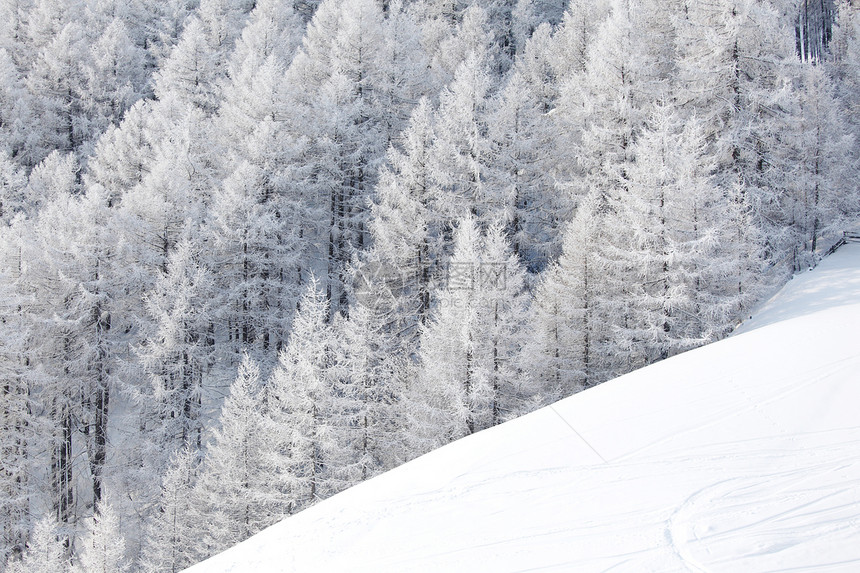 积雪中的森林场景季节木头树木天空照明旅行暴风雪童话高地图片