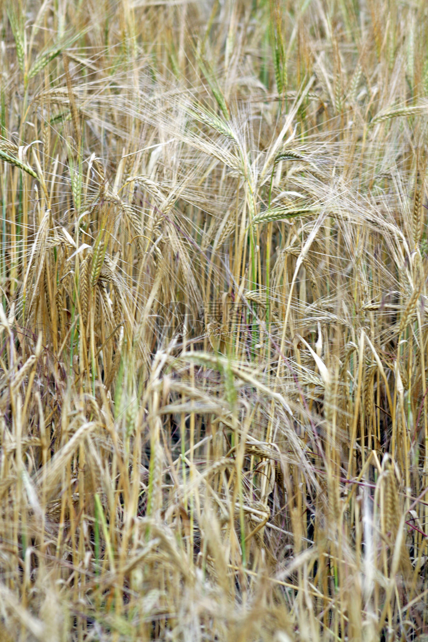 小麦田中的小麦收成农场木板金子植物生长食物耳朵蓝色生产图片