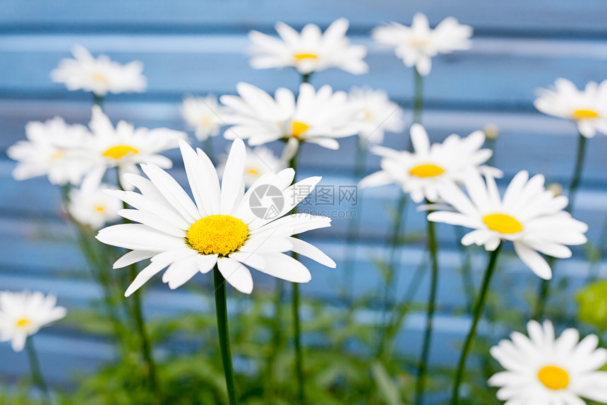 蓝色背景的花朵雏菊白色晴天图片