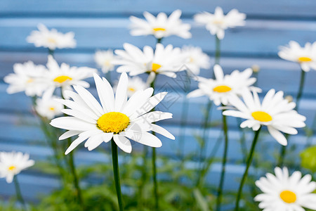 蓝色背景的花朵雏菊白色晴天背景图片