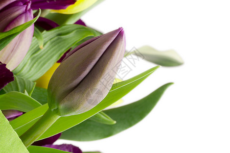 阿尔斯特罗色花植物群灯丝礼物百合紫色黄色植物学工作室植物背景图片