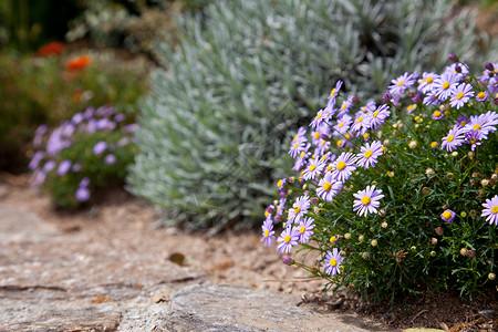 鲜花植物群背景图片