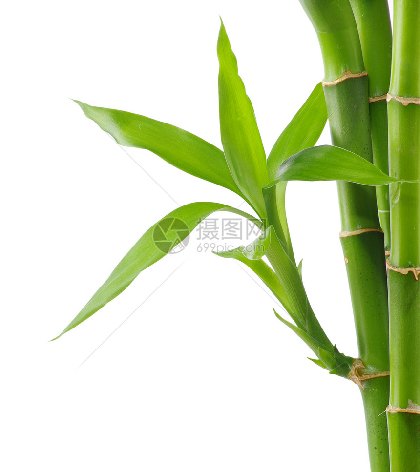 竹子园艺叶子绿色文化热带植物花园丛林白色生长图片