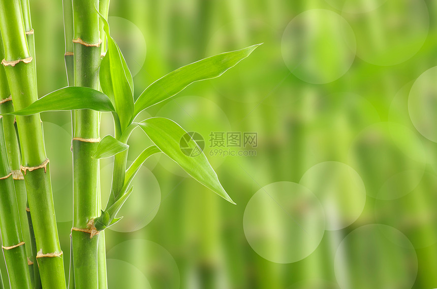 竹子边界叶子绿色热带生长文化园艺花园植物运气图片
