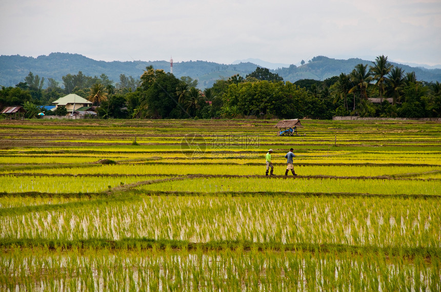在稻田种植大米的农耕者土地天空日光文化场地补种收获工作收成传统图片