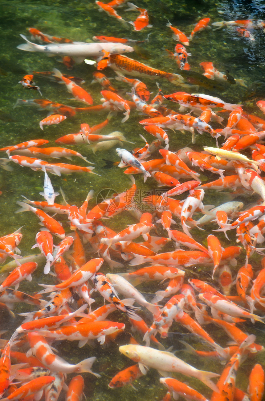 日式日本奇才废话橙子红色鲤鱼白色粉色游泳金子宠物爱好水池图片
