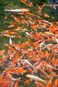 日式日本奇才废话橙子红色鲤鱼白色粉色游泳金子宠物爱好水池背景图片