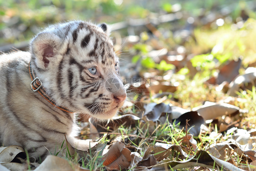 婴儿白跳跳虎生物捕食者老虎条纹野生动物动物荒野动物园野猫蓝色图片