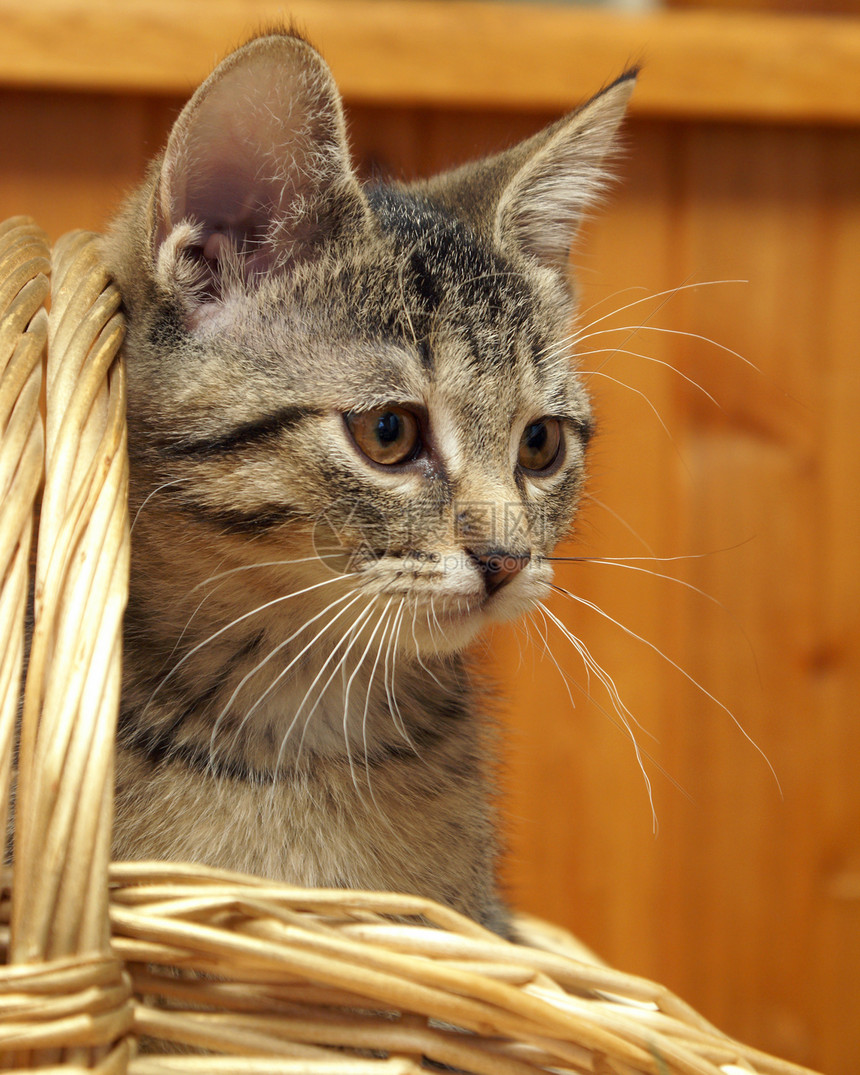 篮子里的猫伴侣婴儿哺乳动物虎斑小猫柳条灰色展示猫咪条纹图片