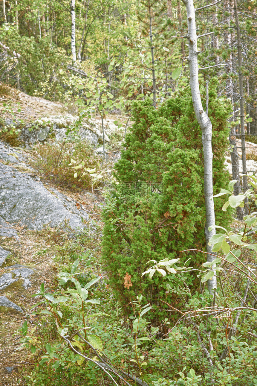 Juniper 生长在岩石上小路地球针叶林国家季节丛林木头树林荒野植被图片