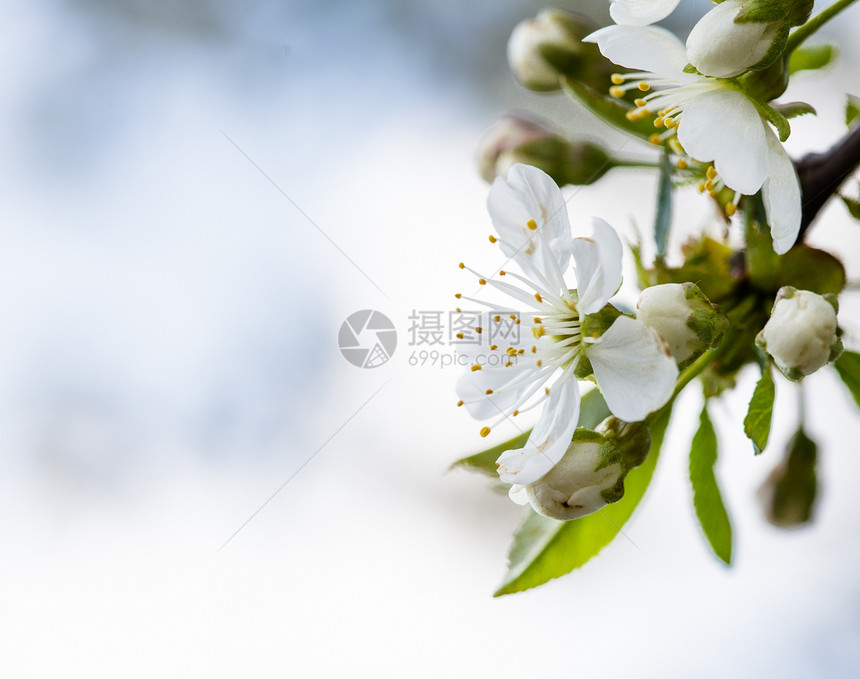 春季bokeh公园李子宏观花园植物花瓣背景天空植物群季节图片