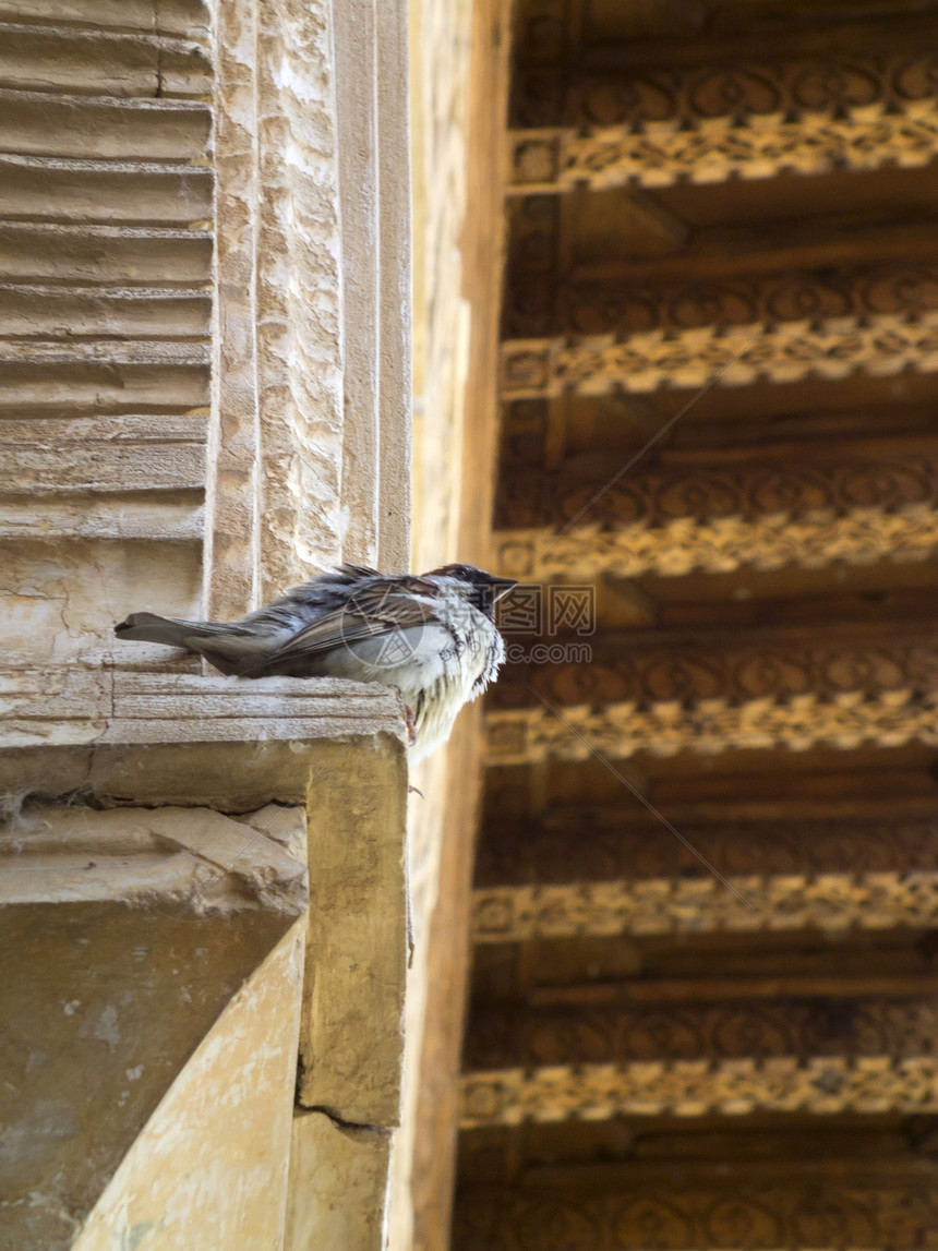 鸟在alcazaba的鸟类图片