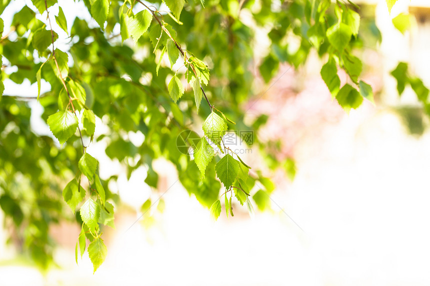 绿叶花园季节植物桦木生长晴天生活森林环境背光图片