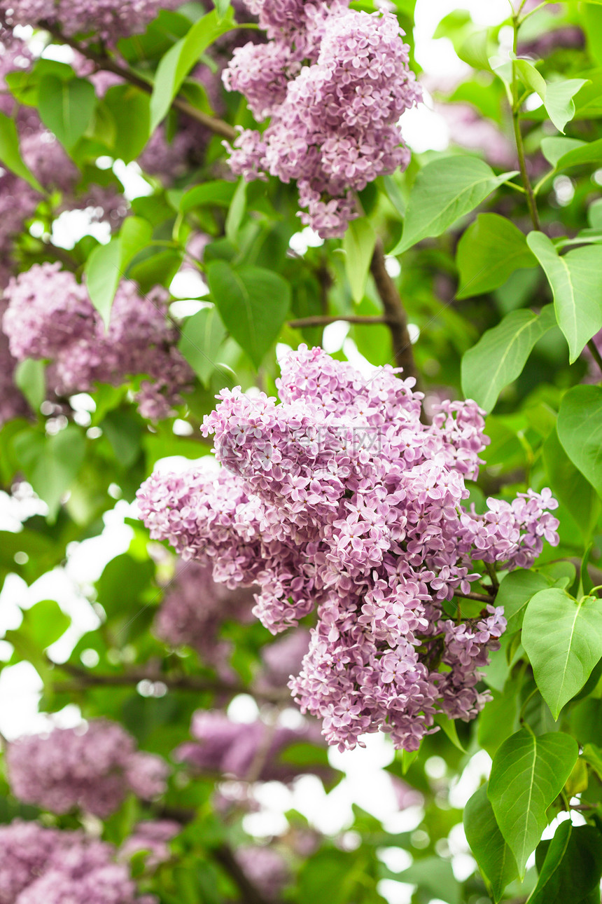 丁立花树季节宏观紫色衬套紫丁香植物学美丽花瓣植物群生长图片