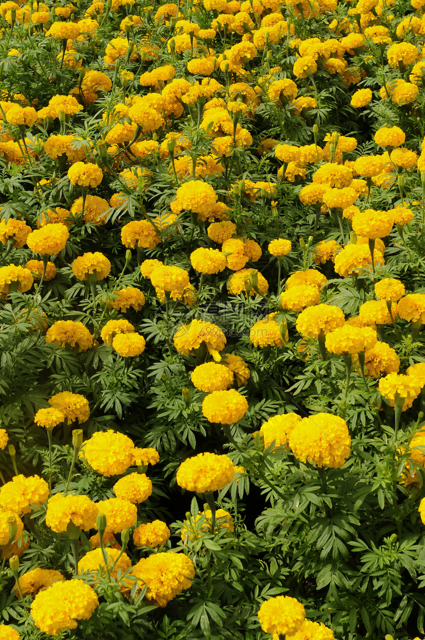 黄花植物公园荒野紫色季节性黄色花园季节园艺红色图片