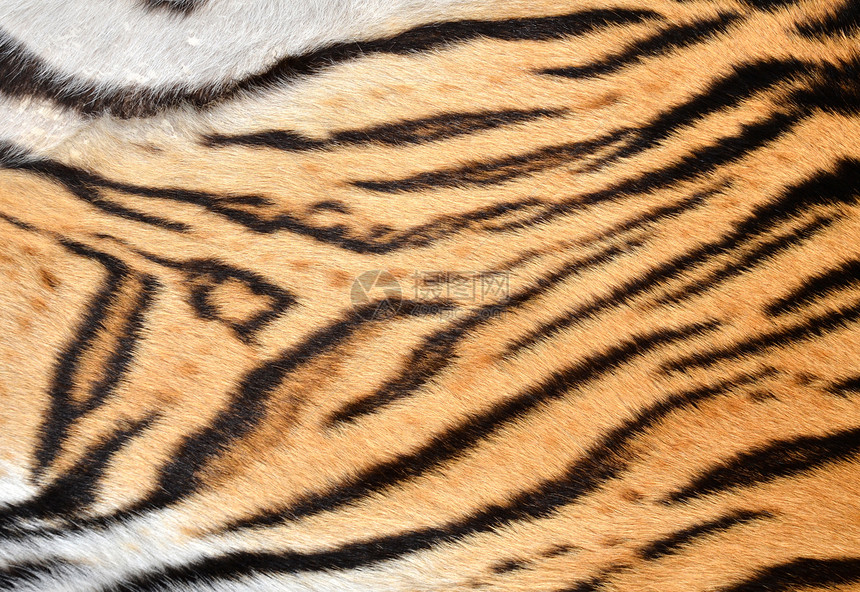老虎皮肤白色豹属材料风格皮革黑色装饰丛林宏观黄色图片