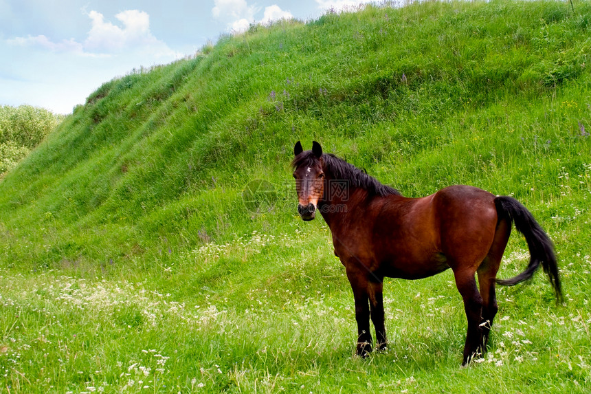 马步态马术草原草地动物马匹绿色牧场天空场地图片