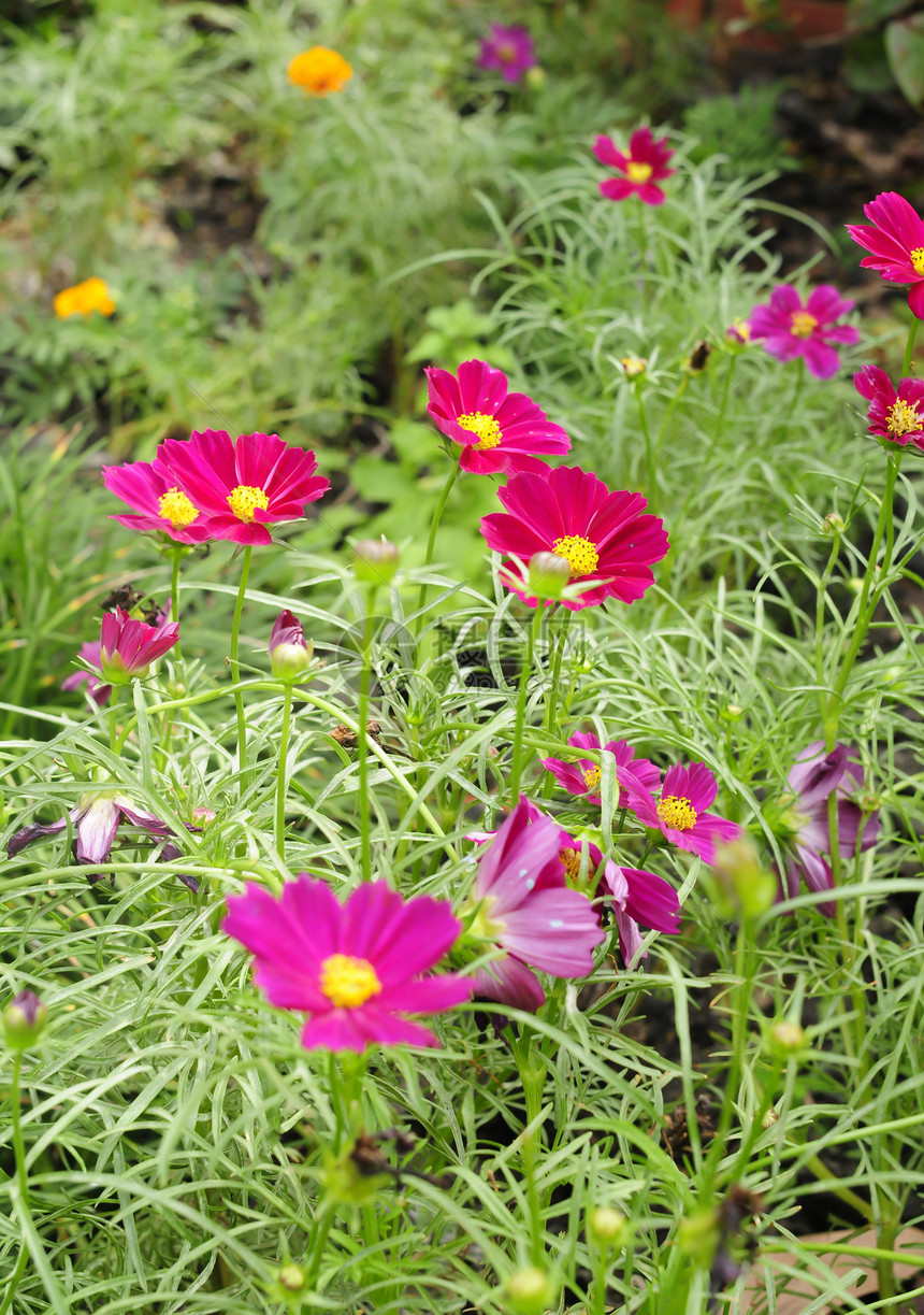 粉红色花花瓣紫色场地婚礼宏观生活公园雏菊花园植物图片