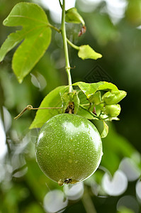 激情果绿色食物红色农业热带健康水果植物叶子热情背景图片