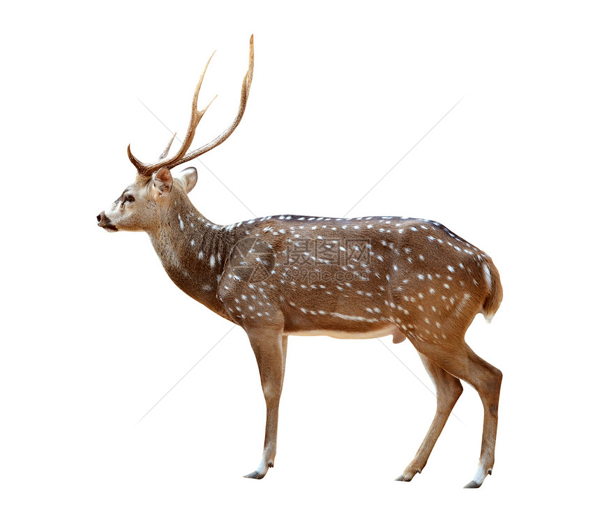 分离的雄性轴鹿图片