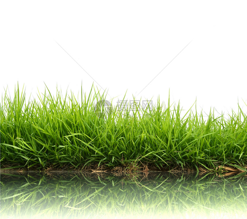 春青绿草院子装饰生长草地宏观土地风格农场叶子国家图片