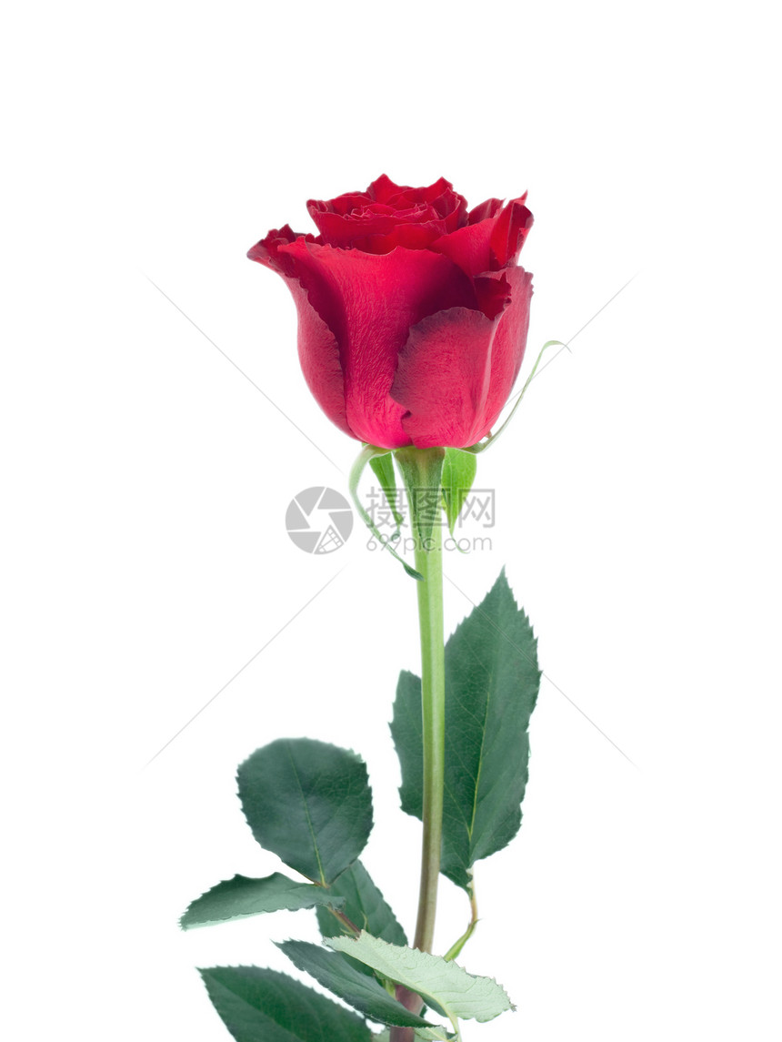 红玫瑰孤立白色生日约会红色叶子花瓣婚礼宏观图片