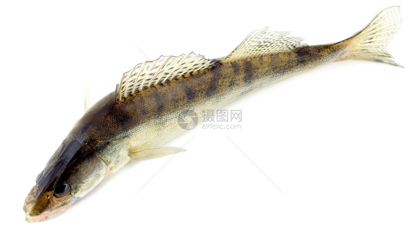 派克佩奇语Name追求钓鱼野生动物摄影动物学角膜白色尾巴食物白斑图片