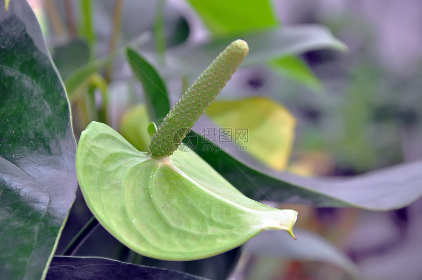 鲜花生长植物学植物植物群草地季节紫色公园花瓣园艺图片