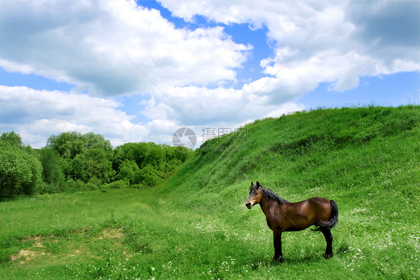 牧马的马黑色场地蓝色草原皮肤天空白色绿色卡片猪蹄图片