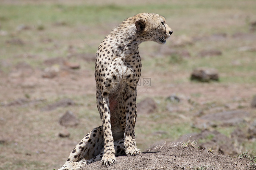 Cheetah Cinonnyx十月刊猫科动物群哺乳动物猎人动物猎豹旅游旅行捕食者食肉图片