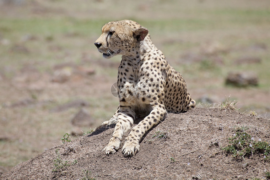 Cheetah Cinonnyx十月刊捕食者动物猫科猎豹哺乳动物动物群速度食肉荒野旅游图片