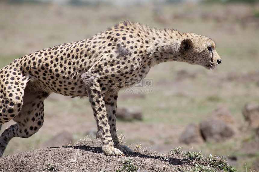 Cheetah Cinonnyx十月刊动物群猎人猫科荒野食肉捕食者猎豹旅行旅游哺乳动物图片