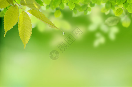 自然植物绿色季节森林天气生活植物群季节性背景图片