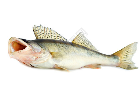 捕食鱼类角膜白斑高清图片
