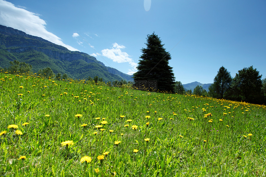 弹簧振动体蓝色环境国家风景森林假期草地松树山脉登山图片