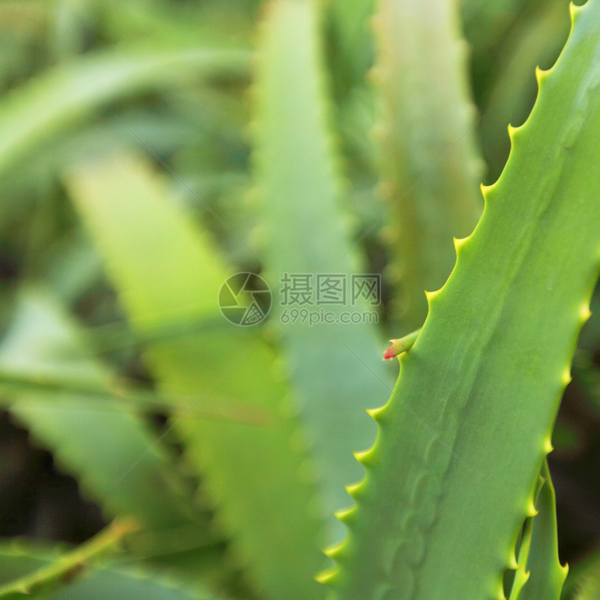 单体独眼药品临床燃烧植物植物群树液免疫身体凝胶面霜图片