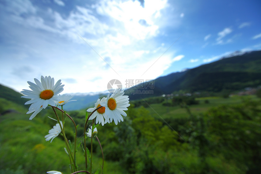 阿尔卑斯山脉的美丽卡米尔运动草本植物草原洋甘菊环境昆虫晴天高地作品雏菊图片